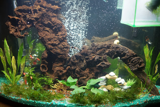 Pet Store «Fish 4 U», reviews and photos, 4010 Highland Dr #1, Millcreek, UT 84124, USA