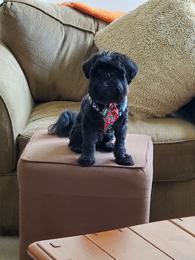 Pet Groomer «U Dirty Dog», reviews and photos, 232 Stevens Entry, Peachtree City, GA 30269, USA