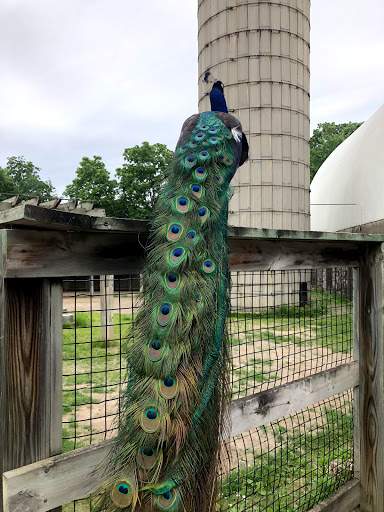 Zoo «Potter Park Zoo», reviews and photos, 1301 S Pennsylvania Ave, Lansing, MI 48912, USA