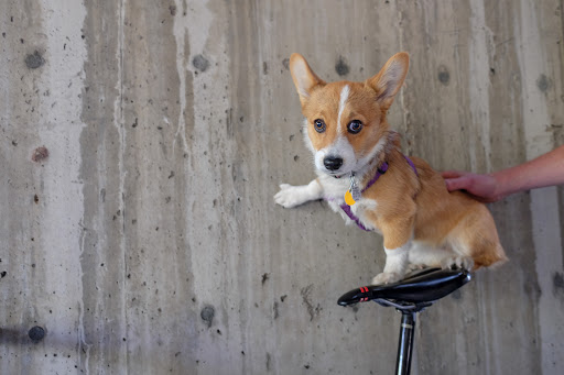 Sporting Goods Store «Golden Bike Shop», reviews and photos, 722 Washington Ave #2, Golden, CO 80401, USA