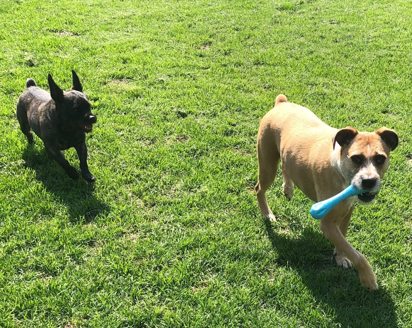 Tails and Feathers Playcare