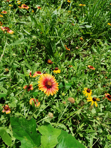 Non-Profit Organization «Nature Discovery Center», reviews and photos, 7112 Newcastle St, Bellaire, TX 77401, USA