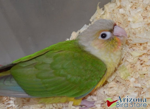 Bird Shop «Arizona Bird Store», reviews and photos, 565 S Dobson Rd, Mesa, AZ 85202, USA