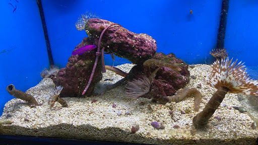 Pet Supply Store «Petco Animal Supplies», reviews and photos, 2689 Market Center Dr, Rockwall, TX 75032, USA