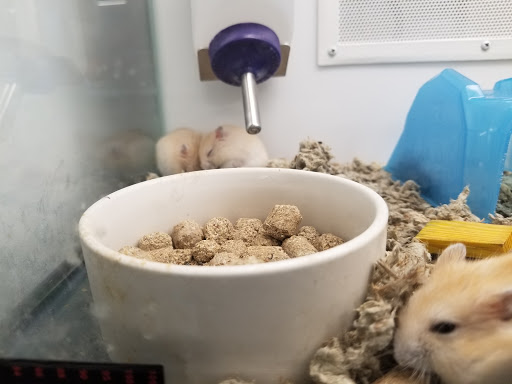 Pet Supply Store «Petco Animal Supplies», reviews and photos, 1203 SE Everett Mall Way f, Everett, WA 98208, USA