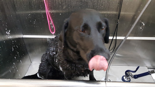 Pet Supply Store «PetPeople», reviews and photos, 3330 Washtenaw Ave, Ann Arbor, MI 48104, USA