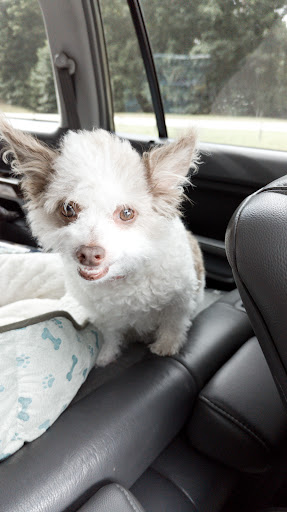 Moving Company «College Hunks Hauling Junk and Moving», reviews and photos, 5044 B U Bowman Dr #105, Buford, GA 30518, USA