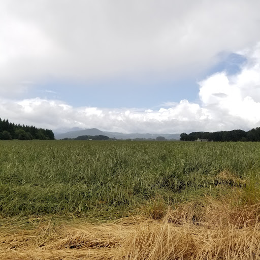 Event Venue «Cornelius Orchard and Farm», reviews and photos, 3375 SW 53rd St, Corvallis, OR 97333, USA