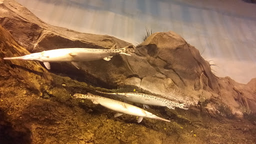 Aquarium «Georgia Aquarium», reviews and photos, 225 Baker St NW, Atlanta, GA 30313, USA