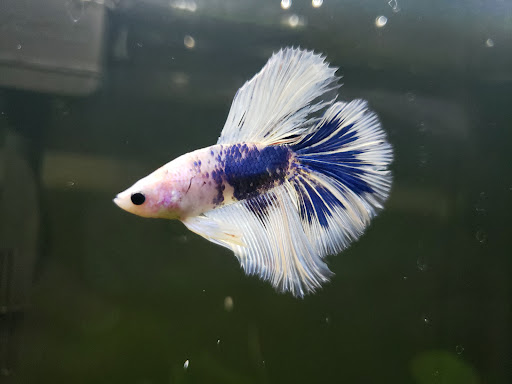 Pet Store «Exotic Fish», reviews and photos, 406 Northside Dr # F, Valdosta, GA 31602, USA