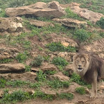 Photo n° 48 de l'avis de Christophe.a fait le 31/03/2023 à 19:38 pour Bioparc de Doué-la-Fontaine à Doué-la-Fontaine