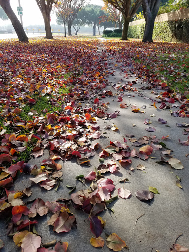 Park «Don Knabe Community Regional Park», reviews and photos, 19700 Bloomfield Ave, Cerritos, CA 90703, USA