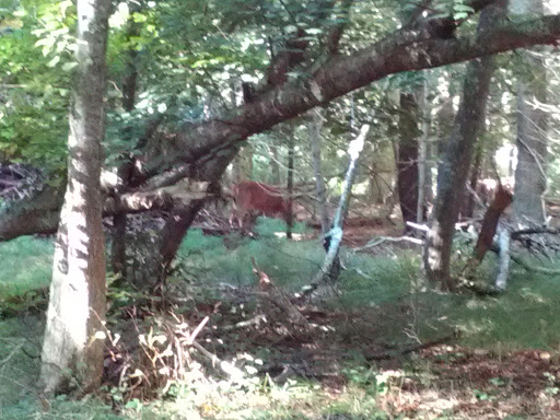 Golf Club «Pocasset Golf Club», reviews and photos, Club House Dr, Pocasset, MA 02559, USA