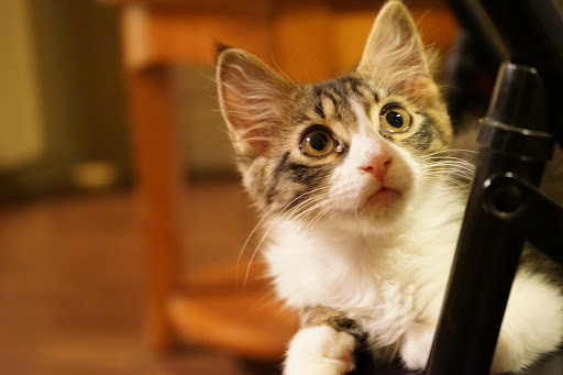 Animal Protection Organization «Humane Society of Dallas County/Dog and Kitty City», reviews and photos