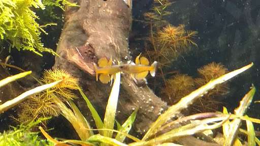 Pet Store «Fin-N-Feather», reviews and photos, 2931 F St, Eureka, CA 95501, USA