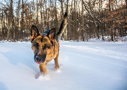 Insurance Agency «Embrace Pet Insurance», reviews and photos