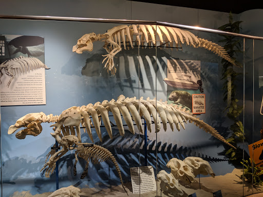 Museum «SKELETONS: Museum Of Osteology», reviews and photos, 8441 International Dr Suite 250, Orlando, FL 32819, USA