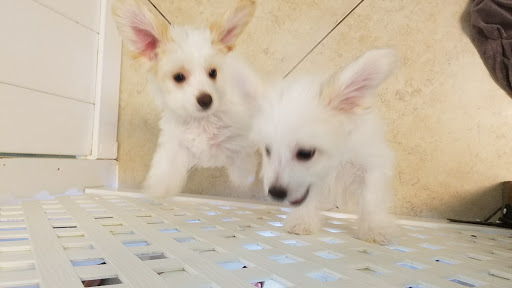 Pet Supply Store «Lil Rascals», reviews and photos, 10035 Gulf Center Dr #105, Fort Myers, FL 33913, USA