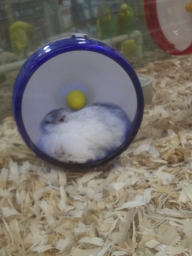 Pet Supply Store «Pet Supermarket», reviews and photos, 3081 SW 160th Ave, Miramar, FL 33027, USA