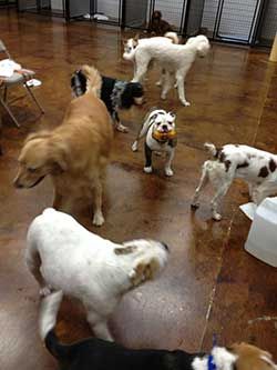 Pet Supply Store «Odyssey Pets», reviews and photos, 14999 Preston Rd #400a, Dallas, TX 75254, USA