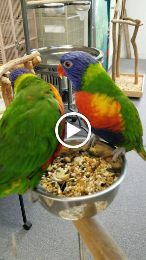 Pet Store «Adventure Birds of Bon Aqua», reviews and photos, 9600 TN-46, Bon Aqua, TN 37025, USA