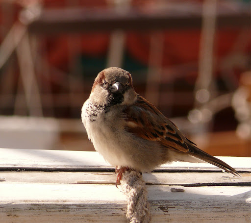 Pet Supply Store «Petco Animal Supplies», reviews and photos, 4840 N Pulaski Rd #100, Chicago, IL 60630, USA