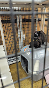 PetSmart - Photo 6 - Car repair in Spokane, WA, Spokane