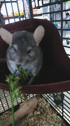 Pet Store «Pet Shoppe», reviews and photos, 2144 Springs Rd, Vallejo, CA 94591, USA