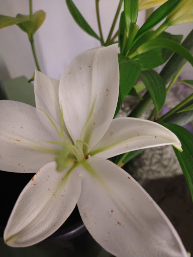 Florist «Grace Harper Florist, Inc.», reviews and photos, 4135 Woodward Ave, Detroit, MI 48201, USA