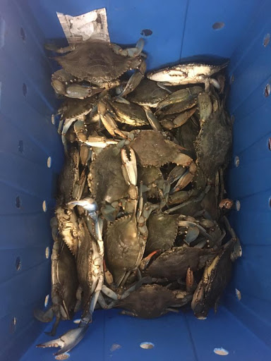 Seafood Market «Seven Seas Seafood Market», reviews and photos, 3476 US-17 BUS, Murrells Inlet, SC 29576, USA