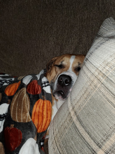 Pet Supply Store «PetSmart», reviews and photos, 88 Shops at 5 Way, Plymouth, MA 02360, USA