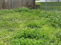 Mikey Mows Lawn Maintenance LLC - Photo 9 - Car repair in Lithia, FL, Brandon