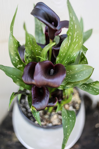 Florist «Village Flower Basket-Gardens», reviews and photos, 1090 River Rd, Granville, OH 43023, USA