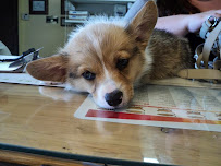 La Habra Animal Hospital - Photo 3 - Car repair in La Habra, CA, Fullerton