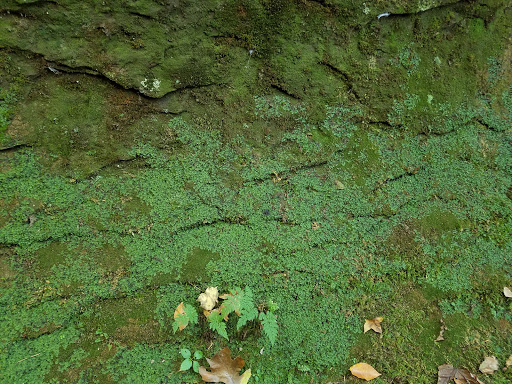 Campground «Fallen Rock Park Restaurant», reviews and photos, 8816 Fallen Rock Rd, Brazil, IN 47834, USA