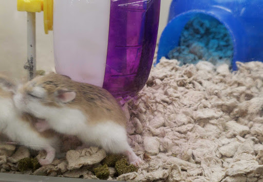 Pet Supply Store «Pet Supplies Plus», reviews and photos, 375 Paterson Ave #105, Wallington, NJ 07057, USA