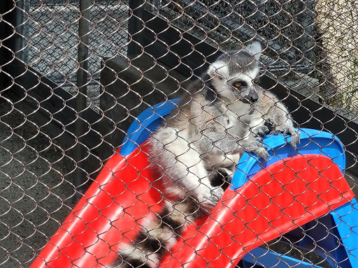 Zoo «Cougar Mountain Zoo», reviews and photos, 19525 SE 54th St, Issaquah, WA 98027, USA