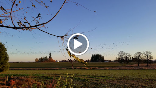 Golf Course «Pumpkin Ridge Golf Club», reviews and photos, 12930 NW Old Pumpkin Ridge Rd, North Plains, OR 97133, USA