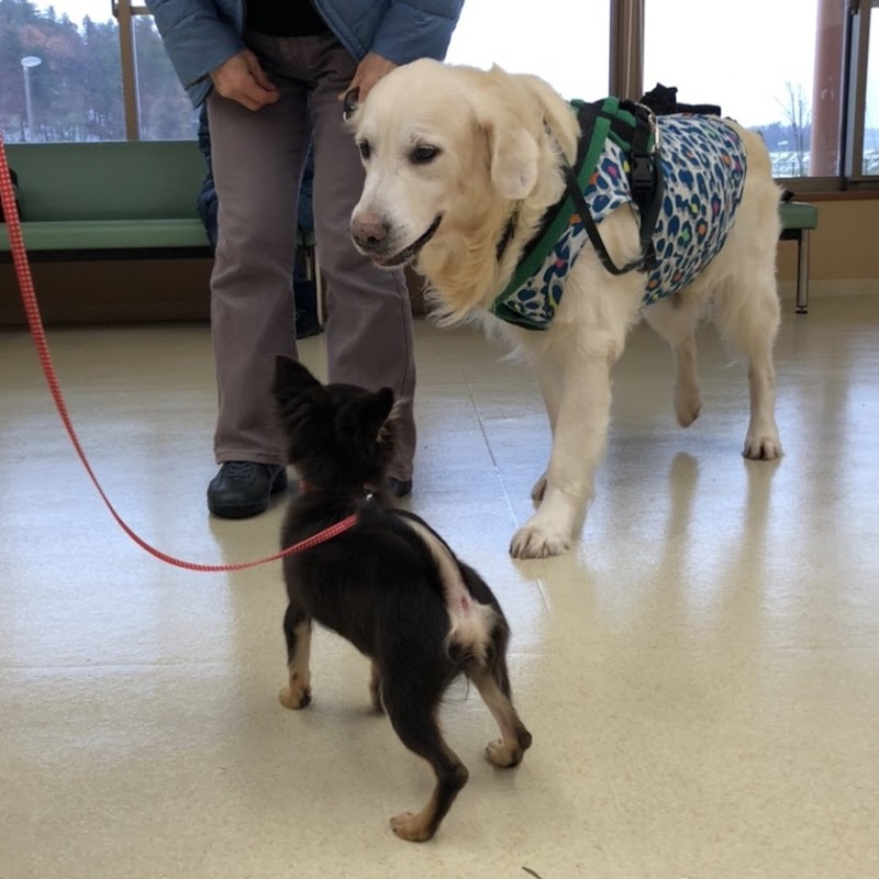 Primary -Dog training ＆ Dog nursery-