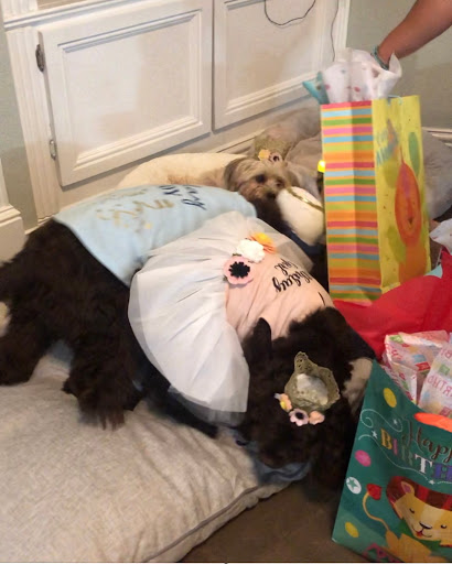 Pet Supply Store «Petco Animal Supplies», reviews and photos, 2241 Porter Creek Dr, Fort Worth, TX 76177, USA