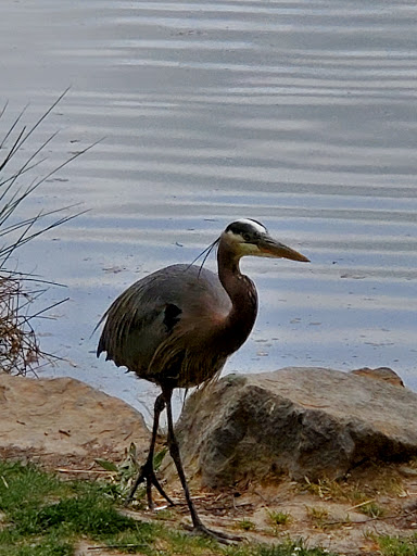 Park «Commonwealth Lake Park», reviews and photos, SW Butner Rd & SW Huntington Ave, Cedar Hills, OR 97225, USA