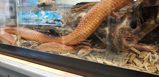 Pet Store «Wet Pet & Reptile Center», reviews and photos, 429 Eastern Blvd, Essex, MD 21221, USA