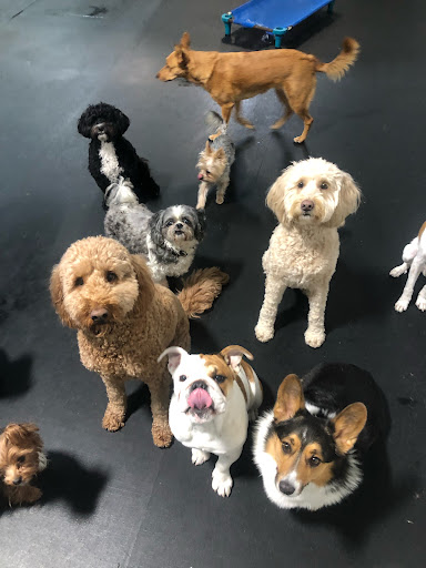 Pet Store «Happy, Clean and Smart», reviews and photos, 5700 W Kilgore Ave, Muncie, IN 47304, USA