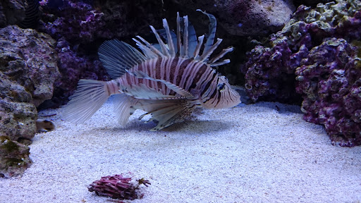 Aquarium «Aquatica», reviews and photos, 800 Clanton Rd H, Charlotte, NC 28117, USA