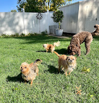 Specialized Pet Services