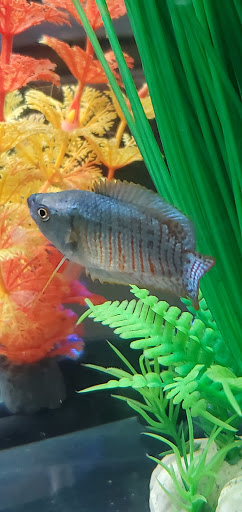 Pet Supply Store «Petco Animal Supplies», reviews and photos, 3060 Evans St #105, Greenville, NC 27834, USA