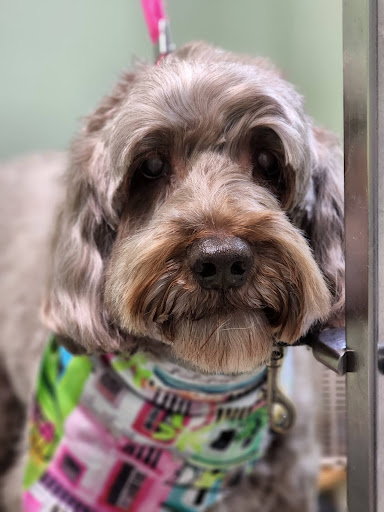 Pet Groomer «Doggie Style Bowtique», reviews and photos, 1713 Westport Rd, Kansas City, MO 64111, USA