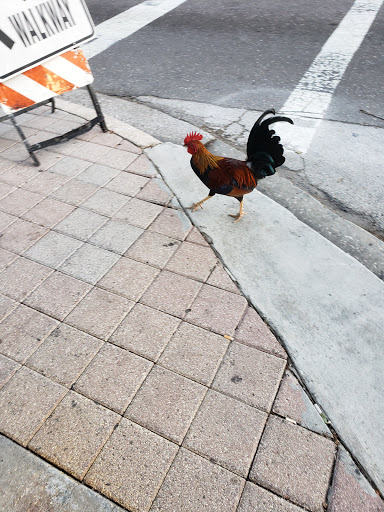 Bridal Shop «The BRIDE - Tampa», reviews and photos, 1903 N 19th St, Tampa, FL 33605, USA