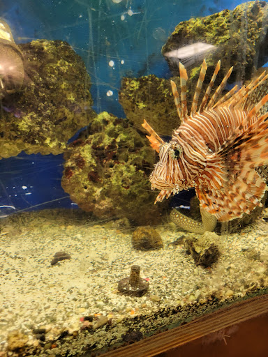 Pet Store «Forever Pets Inc», reviews and photos, 1030 Basse Rd, San Antonio, TX 78212, USA