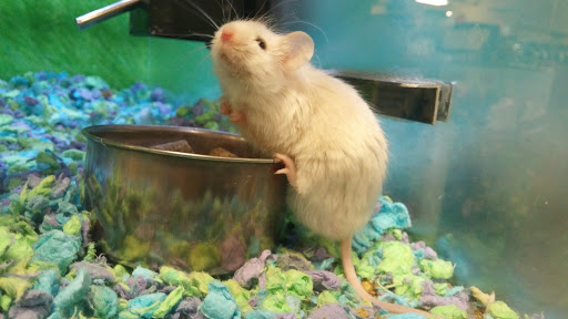 Pet Supply Store «PetSmart», reviews and photos, 2102 W Union Blvd #22A, Bethlehem, PA 18018, USA